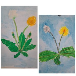 Pusteblumen
